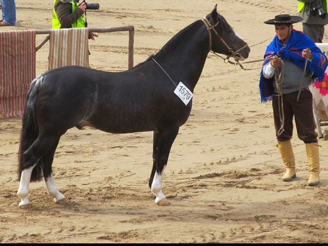 YALU LINDO BRUJO